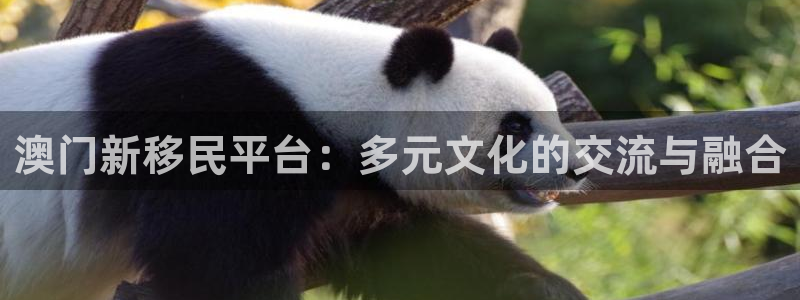 澳门新移民平台：多元文化的交流与融合